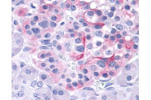 Anti-TRPV4 antibody IHC of human pancreas, islet. (TRPV4 Antikörper  (Internal Region))
