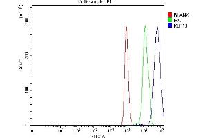 Flow Cytometry analysis of Hela cells using anti-KLF13 antibody (ABIN7602036). (KLF13 Antikörper  (AA 56-260))