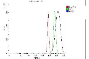 Flow Cytometry analysis of Hela cells using anti-TIP49A/RUVBL1 antibody (ABIN7599928). (RUVBL1 Antikörper  (AA 13-23))