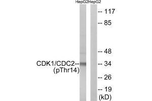 Western blot analysis of extracts from HepG2 cells, treated with Forskolin (40nM, 30mins), using CDK1 (Phospho-Thr14) antibody. (CDK1 Antikörper  (pThr14))