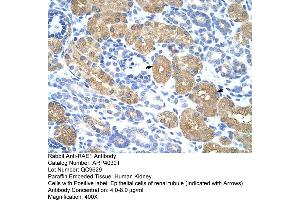 Rabbit Anti-RAE1 Antibody  Paraffin Embedded Tissue: Human Kidney Cellular Data: Epithelial cells of renal tubule Antibody Concentration: 4. (RAE1 Antikörper  (C-Term))
