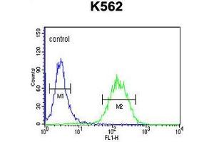ACBG2 Antibody (Center) flow cytometric analysis of K562 cells (right histogram) compared to a negative control cell (left histogram).