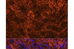 Immunofluorescence analysis of Mouse kidney using LAMC2 Polyclonal Antibody at dilution of 1:100 (40x lens). (LAMC2 Antikörper)