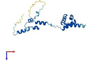 NOP16 Protein (AA 1-178) (His tag)