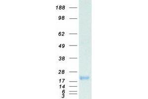 Validation with Western Blot