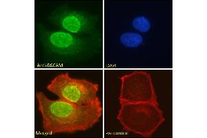 ABIN185687 Immunofluorescence analysis of paraformaldehyde fixed MCF7 cells, permeabilized with 0. (DSCAM Antikörper  (Internal Region))