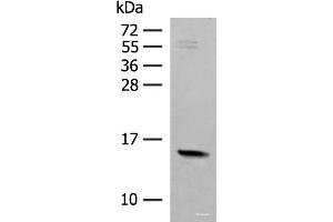 Western blot analysis of Mouse Pancreas tissue lysate using RPS12 Polyclonal Antibody at dilution of 1:500 (RPS12 Antikörper)