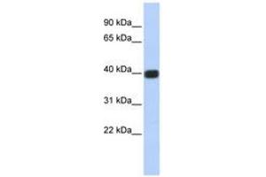 Image no. 1 for anti-Gap Junction Protein, delta 2, 36kDa (GJD2) (C-Term) antibody (ABIN6740501) (GJD2 Antikörper  (C-Term))