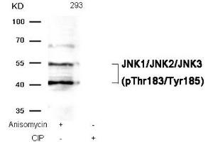 Western blot analysis of extracts from 293 cells, treated with Anisomycin or calf intestinal phosphatase (CIP), using JNK1/JNK2/JNK3 (phospho-Thr183/Tyr185) Antibody. (MAPK8/MAPK9/MAPK1 (pThr183), (pTyr185) Antikörper)