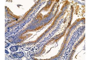 GRP78 Mouse monoclonal Antibody at 1/100 staining rat colorectal tissue by IHC-P.