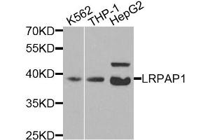 Western blot analysis of extracts of various cell lines, using LRPAP1 antibody (ABIN5971543) at 1/200 dilution. (LRPAP1 Antikörper)