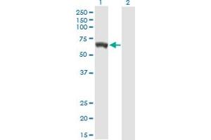 Western Blot analysis of GBP5 expression in transfected 293T cell line by GBP5 MaxPab polyclonal antibody. (GBP5 Antikörper  (AA 1-586))