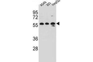 Western Blotting (WB) image for anti-Tripartite Motif-containing 4 (TRIM4) antibody (ABIN2997253) (TRIM4 Antikörper)