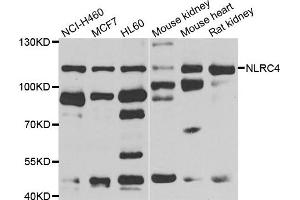 Western blot analysis of extracts of various cell lines, using NLRC4 antibody. (NLRC4 Antikörper)