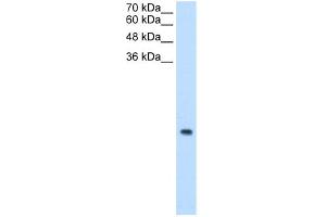 WB Suggested Anti-MRPS12 Antibody Titration:  0. (MRPS12 Antikörper  (N-Term))