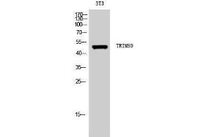 Western Blotting (WB) image for anti-Tripartite Motif Containing 59 (TRIM59) (Internal Region) antibody (ABIN3177794) (TRIM59 Antikörper  (Internal Region))