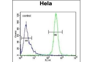 K2C78 Antibody (Center) (ABIN653813 and ABIN2843087) flow cytometric analysis of Hela cells (right histogram) compared to a negative control cell (left histogram). (Keratin 78 Antikörper  (AA 176-203))