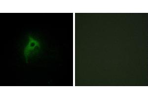 Peptide - +Immunofluorescence analysis of HepG2 cells, using Adrenergic Receptor α-2B antibody. (ADRA2B Antikörper  (Internal Region))