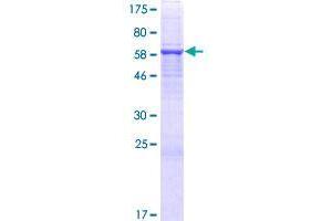 FAM46C Protein (AA 1-391) (GST tag)