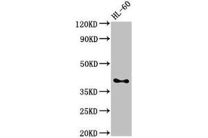 Western Blot Positive WB detected in: HL60 whole cell lysate All lanes: CD33 antibody at 3 μg/mL Secondary Goat polyclonal to rabbit IgG at 1/50000 dilution Predicted band size: 40, 34, 26 kDa Observed band size: 40 kDa (CD33 Antikörper  (AA 18-259))