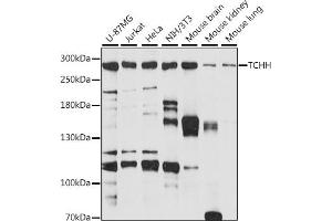 Western blot analysis of extracts of various cell lines, using TCHH antibody (ABIN7270973) at 1:1000 dilution. (Trichohyalin Antikörper  (AA 100-300))