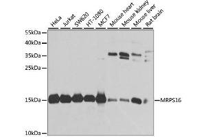 Western blot analysis of extracts of various cell lines, using MRPS16 antibody.