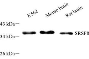 Western blot analysis of SRSF8 (ABIN7075558),at dilution of 1: 800 (SFRS2B Antikörper)