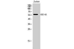 Western Blotting (WB) image for anti-CCZ1 Vacuolar Protein Trafficking and Biogenesis Associated Homolog (S. Cerevisiae) (CCZ1) (C-Term) antibody (ABIN3174373) (CCZ1 Antikörper  (C-Term))