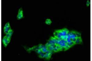 Immunofluorescence staining of 293 cells with ABIN7158264 at 1:133, counter-stained with DAPI. (LILRB1 Antikörper  (AA 483-650))