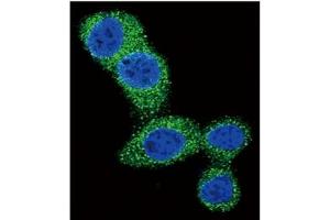 Image no. 4 for anti-BCL2 Binding Component 3 (BBC3) (BH3 Domain), (C-Term) antibody (ABIN356830) (PUMA Antikörper  (BH3 Domain, C-Term))