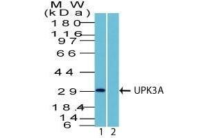 Western Blot Analysis in human HEK293 lysate in 1) absence and 2) presence of immunizing peptide using UPK3A Rabbit PAb. (Uroplakin 3A Antikörper  (AA 260-279))