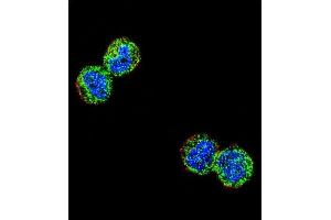 Confocal immunofluorescent analysis of NFKBIL1 Antibody (Center) (ABIN654639 and ABIN2844336) with MDA-M cell followed by Alexa Fluor 488-conjugated goat anti-rabbit lgG (green). (NFKBIL1 Antikörper  (AA 256-285))