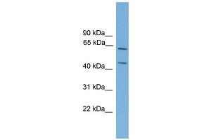 WB Suggested Anti-Rel Antibody Titration: 0. (c-Rel Antikörper  (Middle Region))