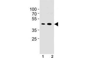 Cyclin B1 antibody western blot analysis in NIH3T3 cell line and mouse spleen tissue lysate.