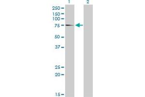 Western Blotting (WB) image for anti-Eukaryotic Translation Initiation Factor 4 Gamma, 1 (EIF4G1) (AA 1500-1599) antibody (ABIN515213)