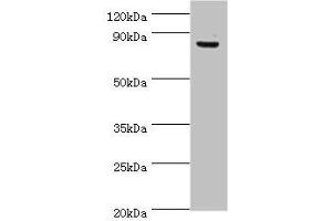 Western blot All lanes: ATRIP antibody at 8 μg/mL + PC-3 whole cell lysate Secondary Goat polyclonal to rabbit IgG at 1/10000 dilution Predicted band size: 86, 84, 77, 73 kDa Observed band size: 86 kDa (ATRIP Antikörper  (AA 1-260))