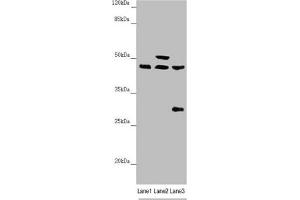 Western blot All lanes: HAUS8 antibody at 2. (NYS48/HAUS8 Antikörper  (AA 166-410))