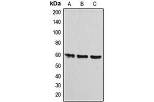 Western blot analysis of ATP5A1 expression in HEK293T (A), Raw264.