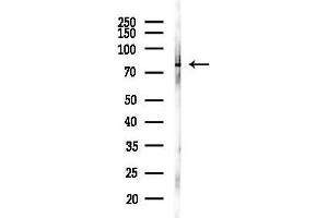 Western blot analysis of lysates from RAW264.