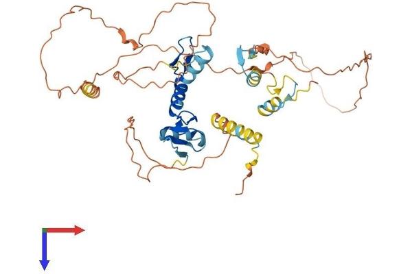 IKZF5 Protein (AA 1-419) (His tag)