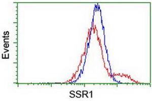 Image no. 1 for anti-Signal Sequence Receptor, alpha (SSR1) antibody (ABIN1501154) (SSR1 Antikörper)