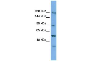 WB Suggested Anti-Taf1c Antibody Titration: 0. (TAF1C Antikörper  (C-Term))