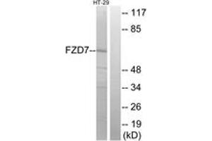 Western blot analysis of extracts from HT-29 cells, using FZD7 Antibody. (FZD7 Antikörper  (AA 45-94))
