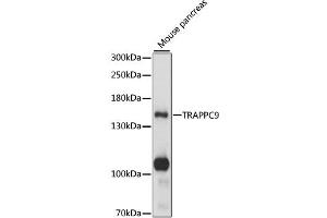 Western blot analysis of extracts of mouse pancreas, using TRAPPC9 antibody (ABIN6290674) at 1:1000 dilution. (TRAPPC9 Antikörper)