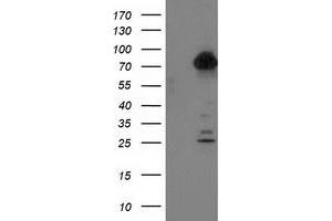 Western Blotting (WB) image for anti-Tubulin tyrosine Ligase-Like Family, Member 12 (TTLL12) antibody (ABIN1499030) (TTLL12 Antikörper)
