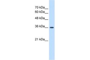 Western Blotting (WB) image for anti-MAS1 Oncogene (MAS1) antibody (ABIN2463411) (MAS1 Antikörper)