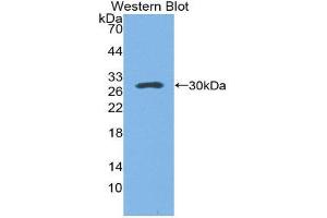 Western Blotting (WB) image for anti-Surfactant Protein A1 (SFTPA1) (AA 21-248) antibody (ABIN1871093) (Surfactant Protein A1 Antikörper  (AA 21-248))