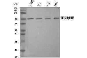 Western blot analysis of TNF Receptor II/TNFRSF1B using anti-TNF Receptor II/TNFRSF1B antibody (ABIN7600736).