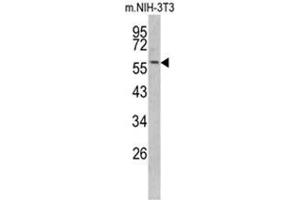 Western blot analysis of KRT14 antibody (Center) in NIH-3T3 cell line lysates (35ug/lane). (KRT14 Antikörper  (Middle Region))