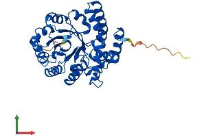 Protein Structure (PS) image for N-Acetylneuraminate Pyruvate Lyase (Dihydrodipicolinate Synthase) (NPL) (AA 1-320) protein (His tag) (ABIN7561338)